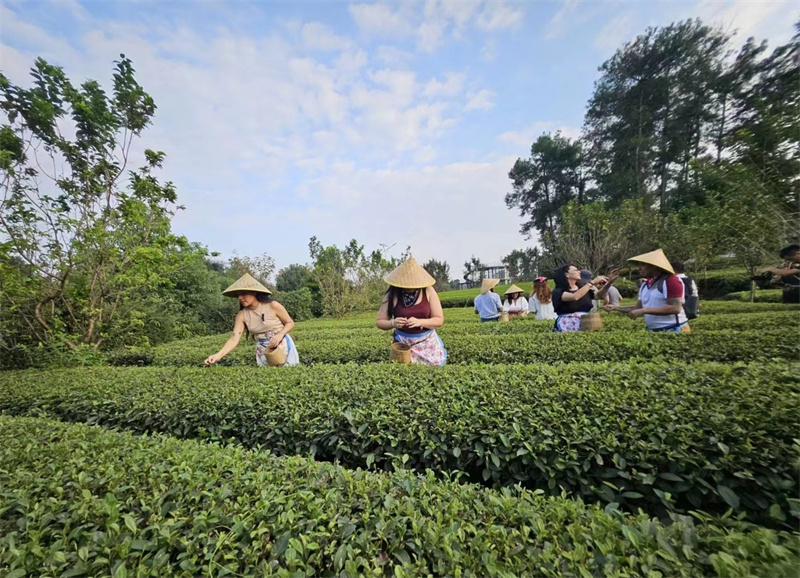 Journalisten aus lateinamerikanischen L?ndern erleben das Teepflücken (Foto: Wang Xiaoxia/People's Daily Online)